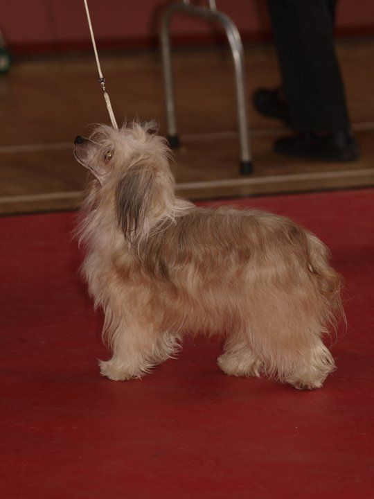 Tchangtchien' Inca Princess