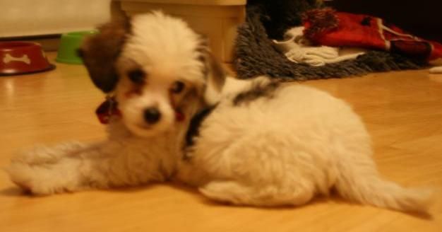 Sun Dan Winter Power