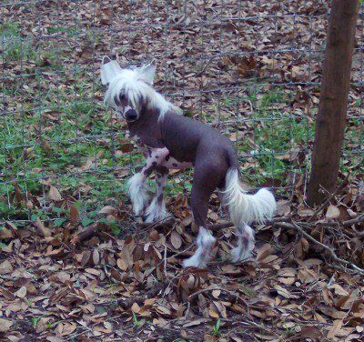 Silver Bluff Rascal in Red