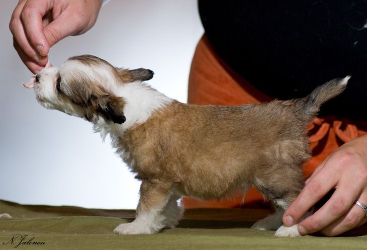 Sun Dan Dirty Gambler