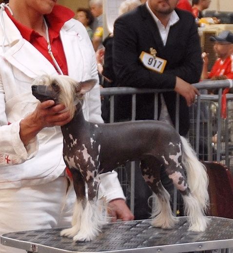 Apanachi Of Gracecoast