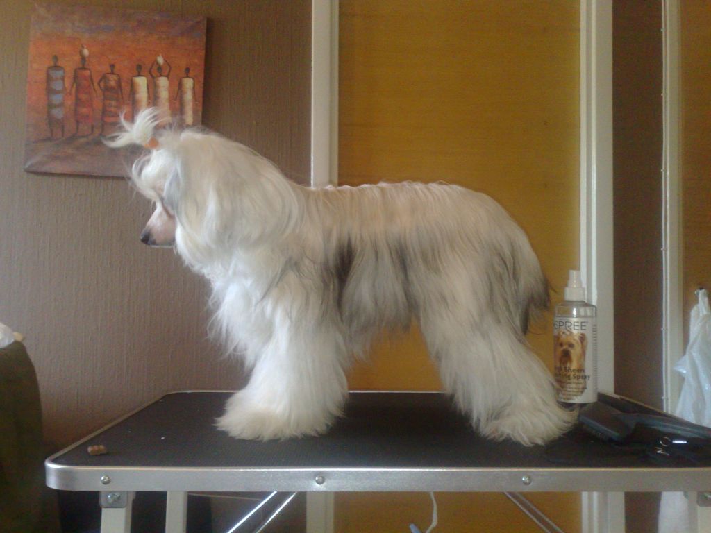 Kejsaren av Kina Goldie