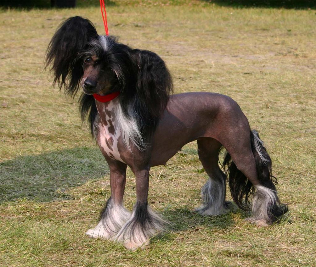 Crestars Dekahdent Diamonds HL