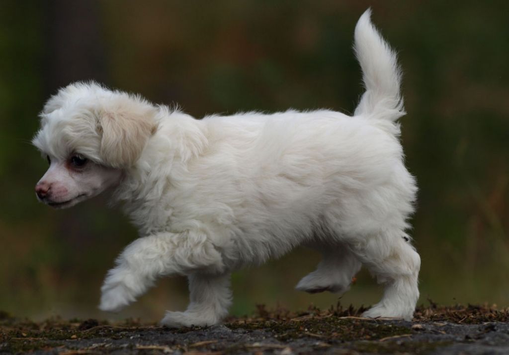 Koirakerman Hopeahelmi