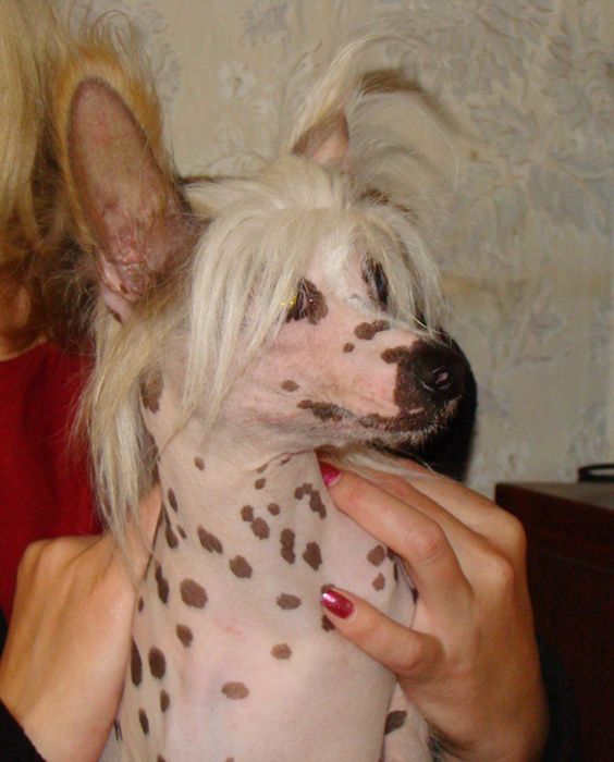 Kristal Yaniry  Santa Klaus