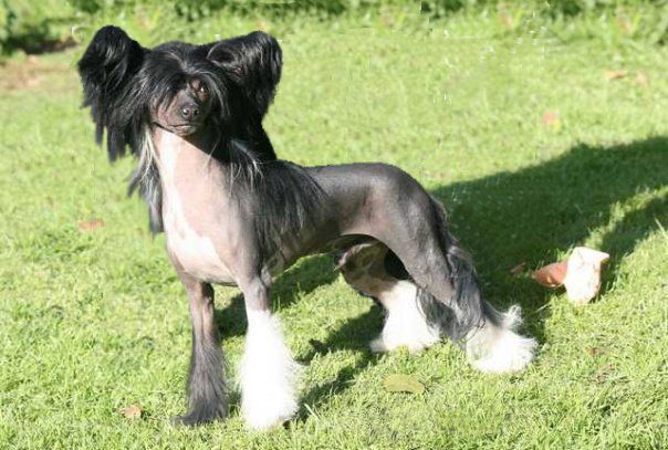 Taijan Dreamer Question Mark.