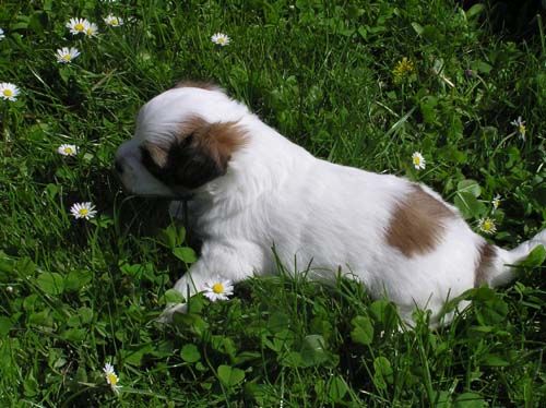 Bazz Blotchy z Jaromerskeho panstvi