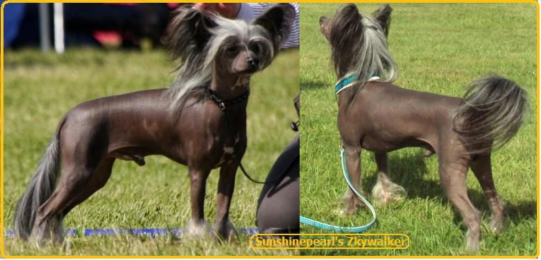 Sunshinepearl's Zkywalker