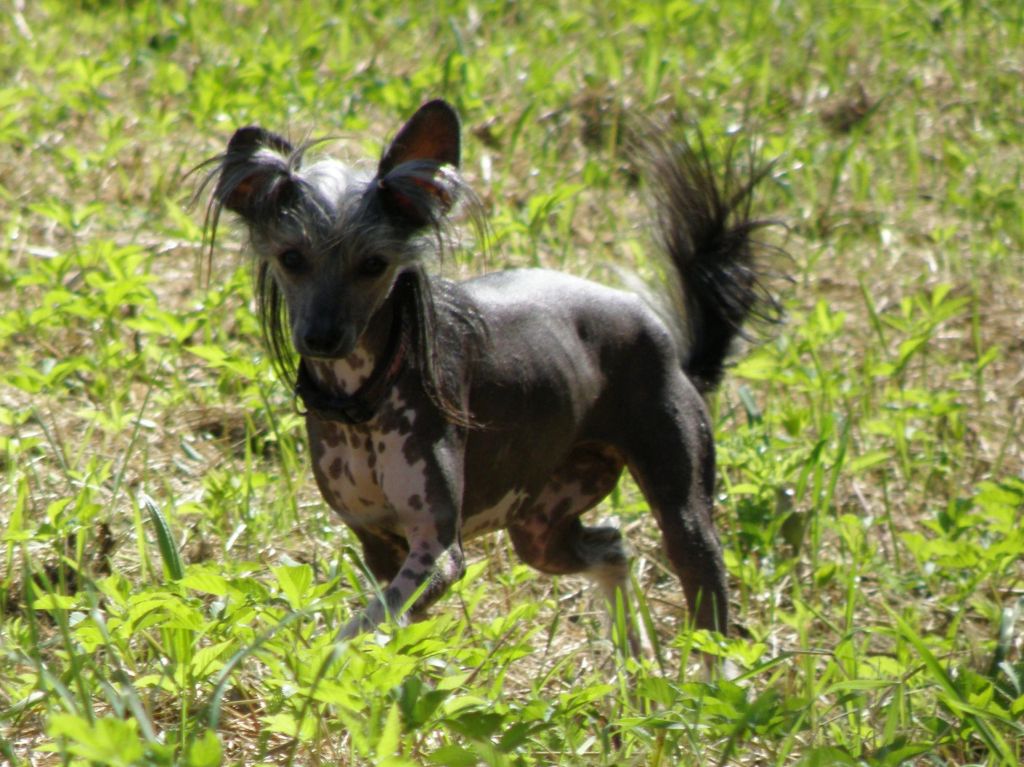 Isabel Certova stena