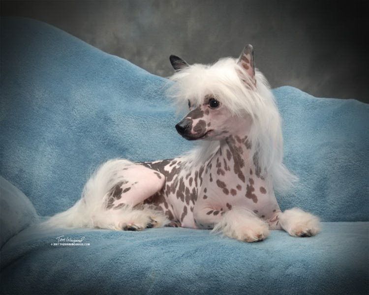 Silver Bluff Gloria Vanderbildt