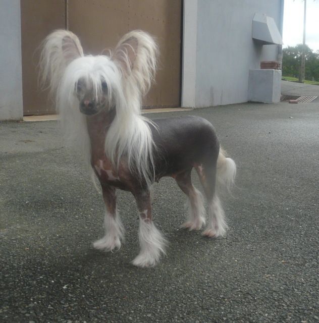 Fantastik Kashmir Little Star