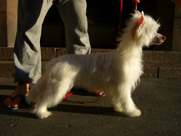 Taijan Dreamer Our Snowflake