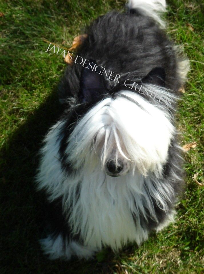 Blackthorn's Satisfaction