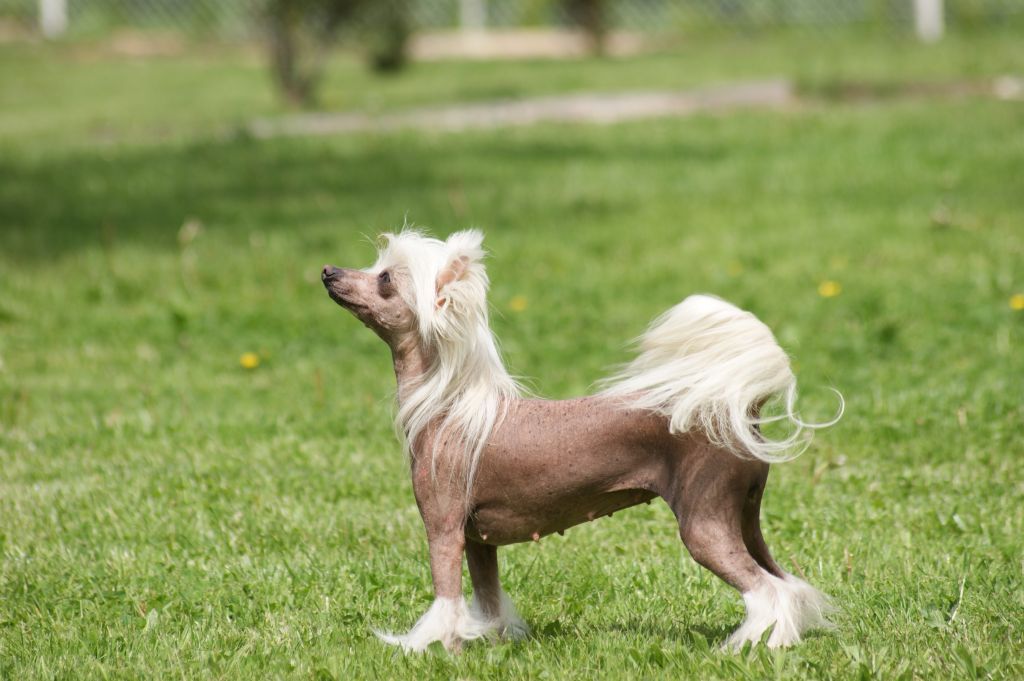 Donya Du Coeur Des Tenebres