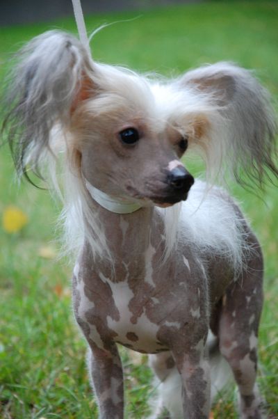 Calibra's No Hair No Cry