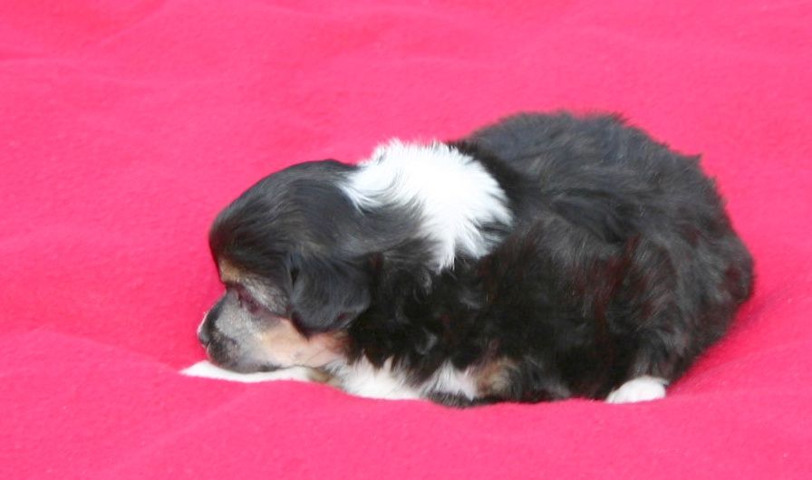 Heliot du Rose Amour