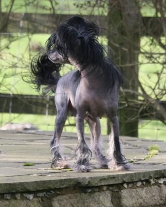 Shipstone Dixiecups for Kevranna