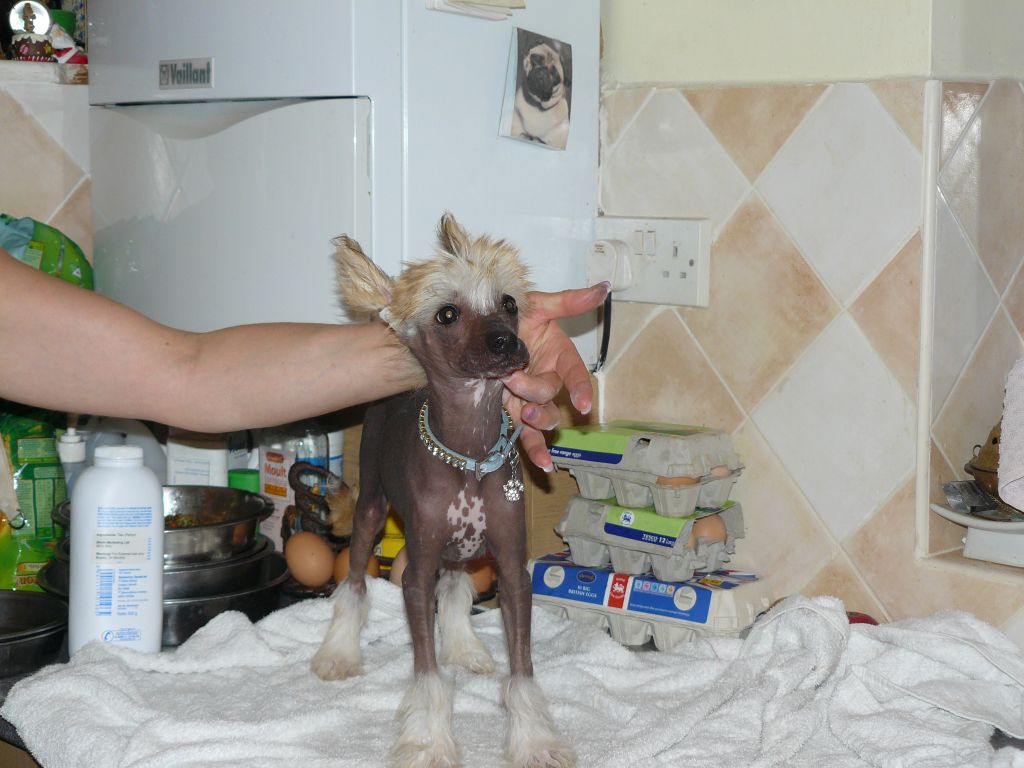 Shipstone Dapples Dirk