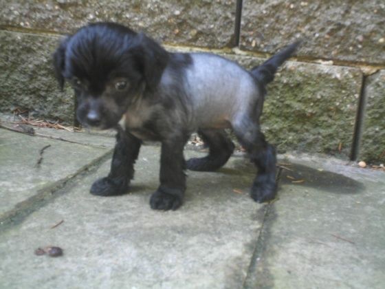 Joie de Vivre Al Maarii Sapphire