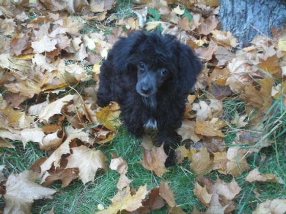 Juliet Oh Juliet Al Maarii Sapphire