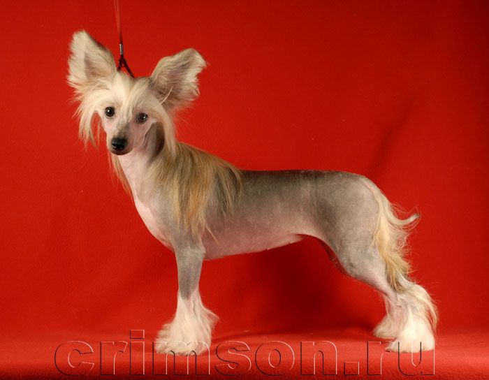 Rus Crimson Empaer Temptation