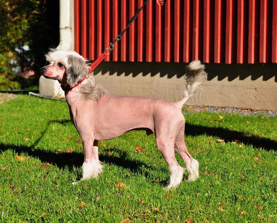 Amtietam's Be My Panda