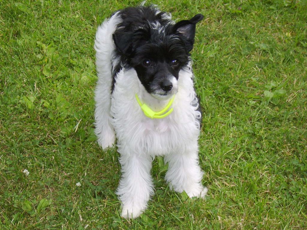 Calibra's Bad Hair Day