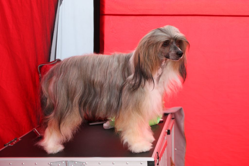 Zalex  Can-Can Dancing Girl