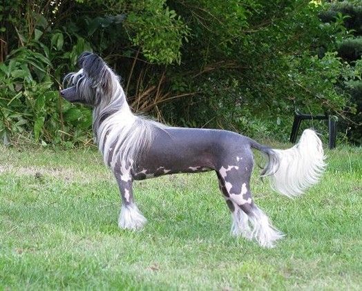 Absolute Souls Chiquitita