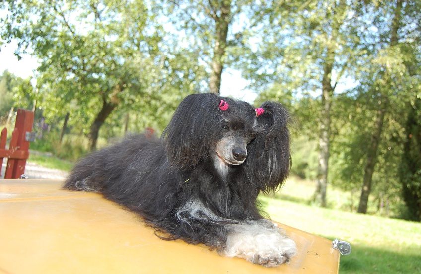 Amazing Friend's Black Asian Pearl