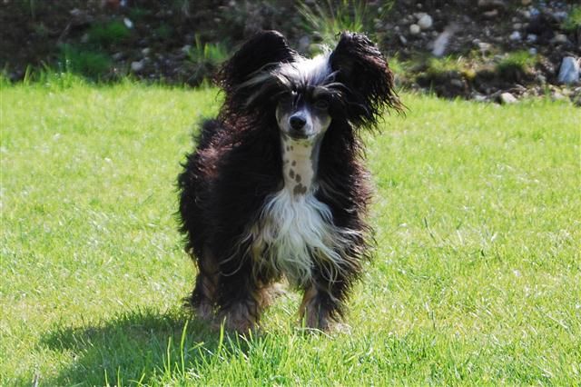 Curlycrest's Woman In Rags