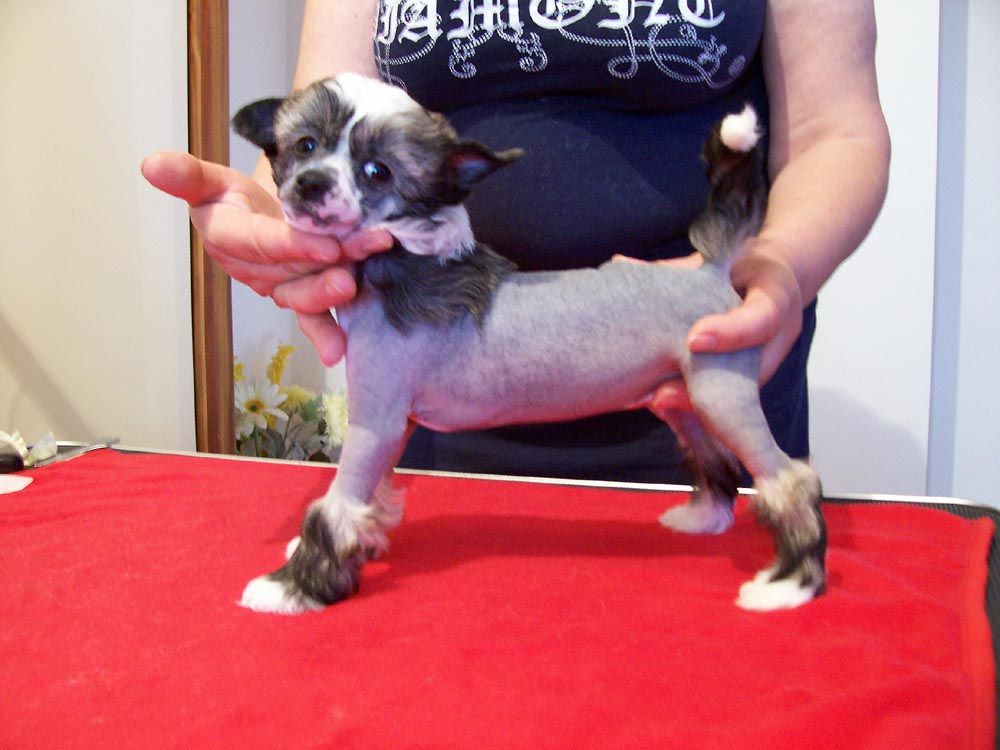 Dexter Black Boy Nuda Veritas