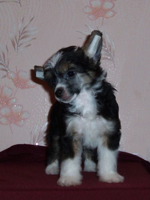 True Magnifisen Stardust