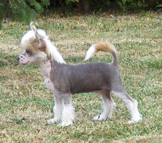 Lady Ml Diamond Danger