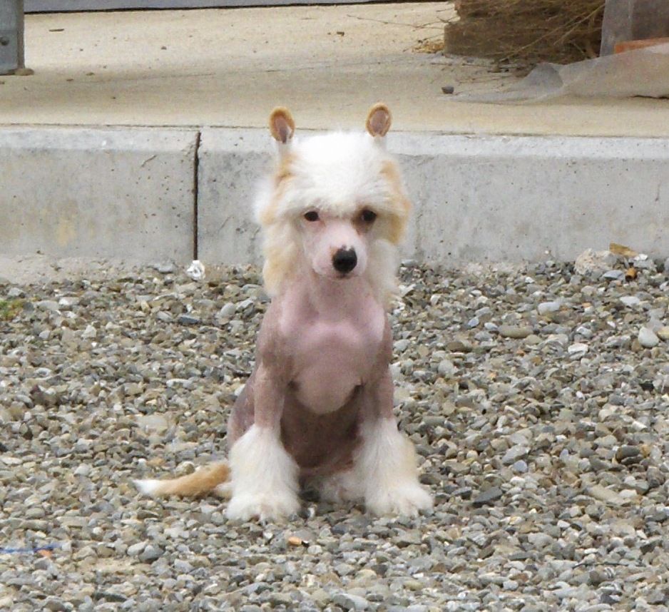 Lady Ml Diamond Dora