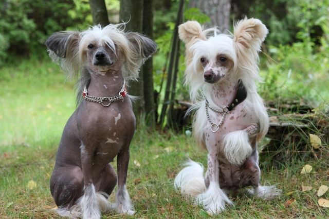 Lady Ml Diamond Desdemona