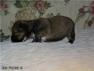 Rus Foreva  Red Bull