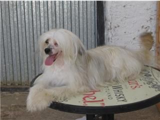 Jamaica-was-born-alone de Zalco's