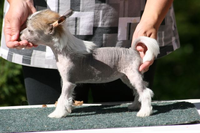 Big Jokes Badme Amidala