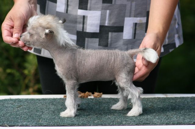 Big Jokes Jar Jar Binks