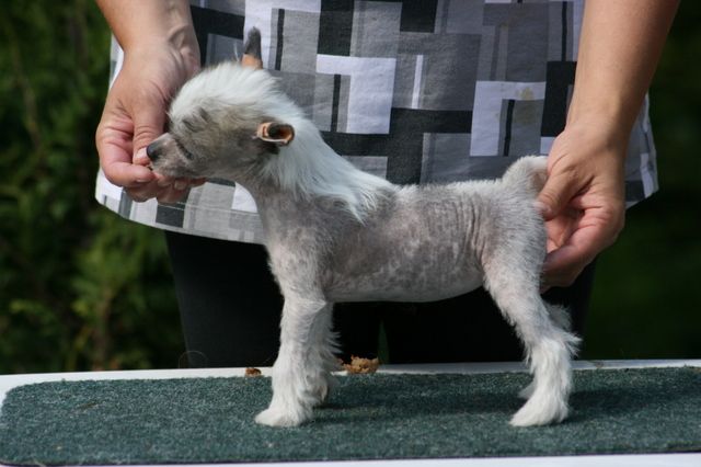 Big Jokes Princess Leia