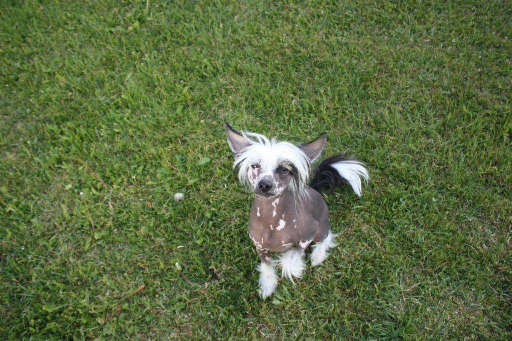 Local Hero's Holy Moon