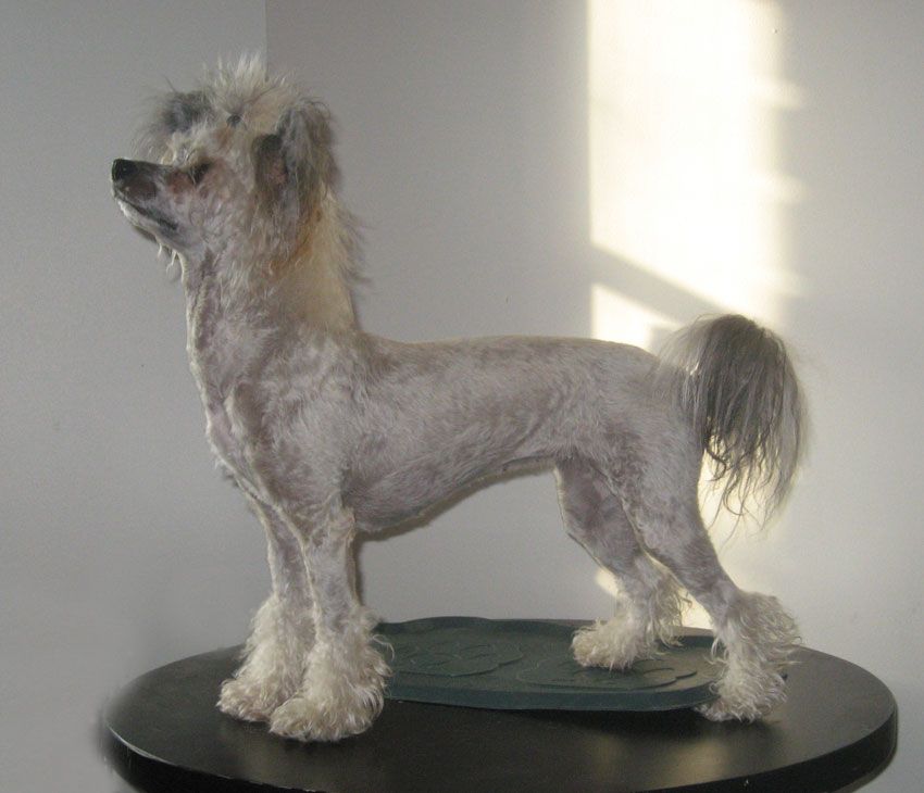 Pinky Twinky Estrella Fugaz