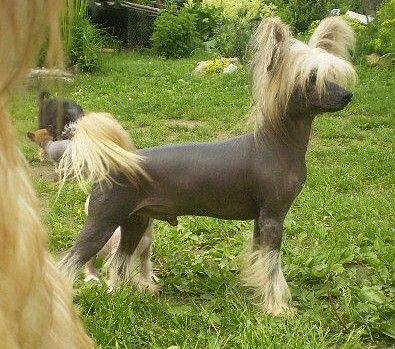 Alesio Cechovo Kvitko