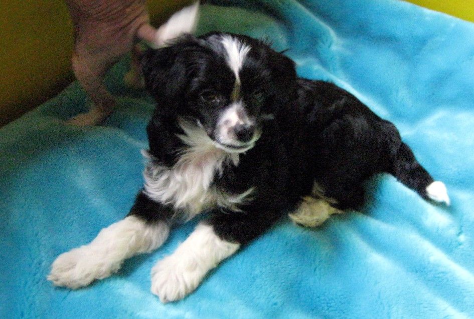 Ebony von den Windpferden