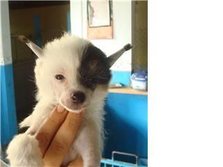 Hampton Court's Gossip Girl at legend