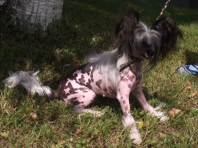 Domino Fen-Kami Mitau