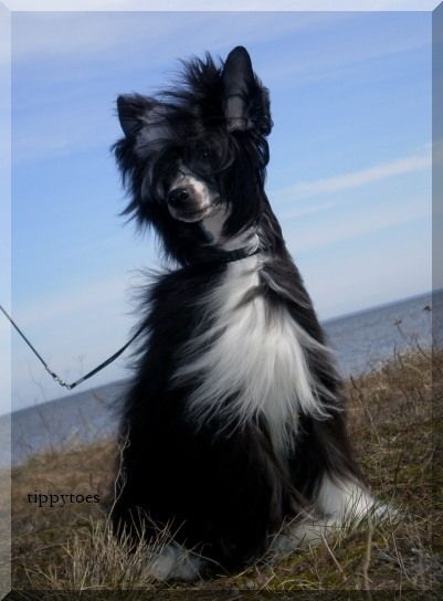 Tippytoes Royal Icing