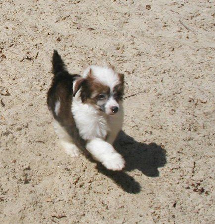 H' Top Model De Rama