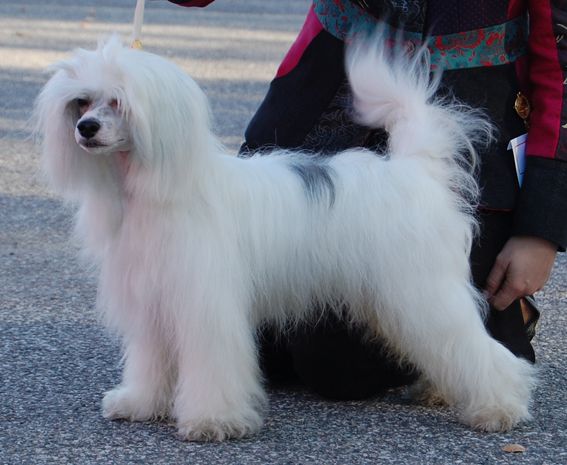 Prefix Theodore Roosevelt